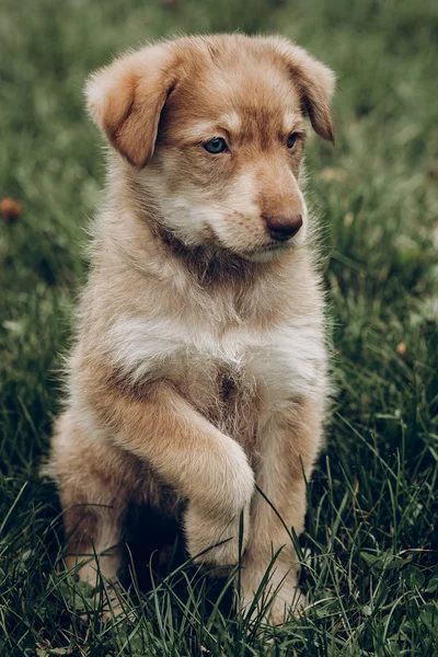 Adorable brown puppy with amazing blue eyes on background of aut — Stock Photo, Image