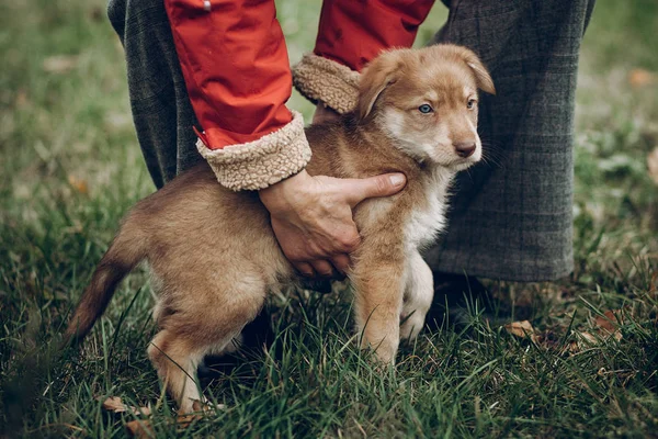 Woman hugging cute brown puppy Royalty Free Stock Photos