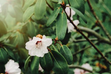 güzel taze çiçekler ve yeşil yaprakları