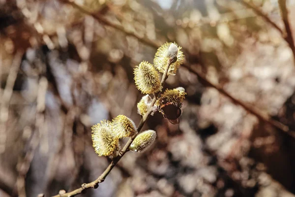 Güzel kabarık willow tomurcukları — Stok fotoğraf