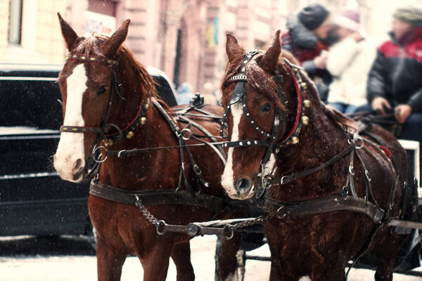 horses in sleigh ride in winter