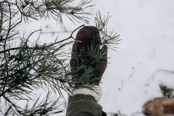 Voyageur tenant du sapin vert — Photo