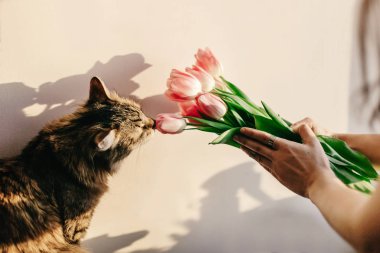 Lale ile oynayan sevimli kedi 