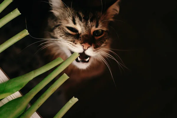 Gato comer verde tallo —  Fotos de Stock