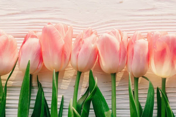 Květy růžové tulipány — Stock fotografie