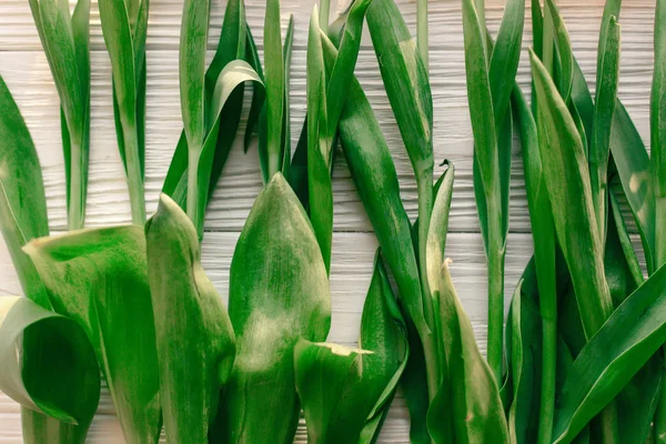Caules verdes frescos — Fotografia de Stock