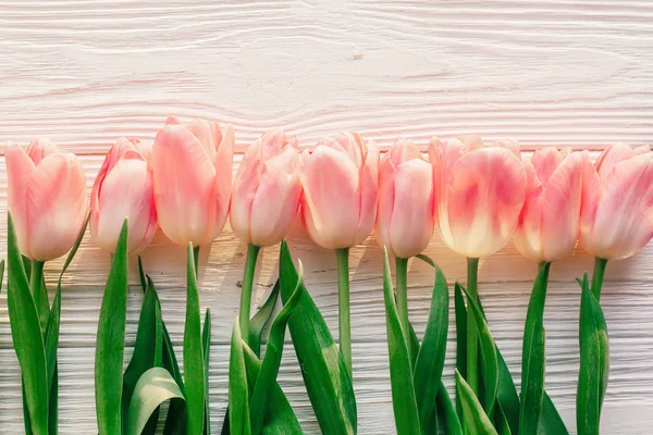 Květy růžové tulipány — Stock fotografie