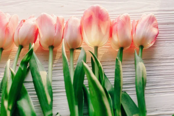 Bellissimi fiori rosa — Foto Stock