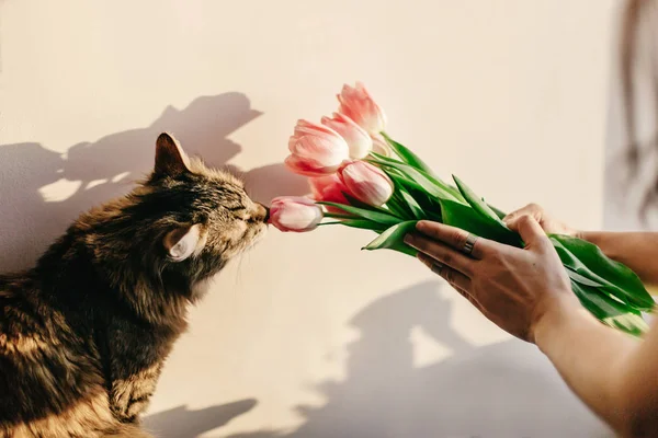 Söt katt leker med tulpaner — Stockfoto