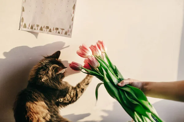 Katt leker med tulpaner — Stockfoto