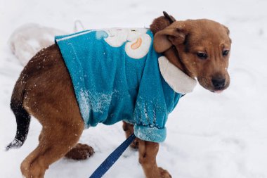 Mavi kazaklı köpek yavrusu 