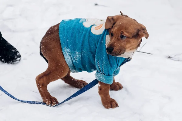 Puppy in blauwe trui — Stockfoto