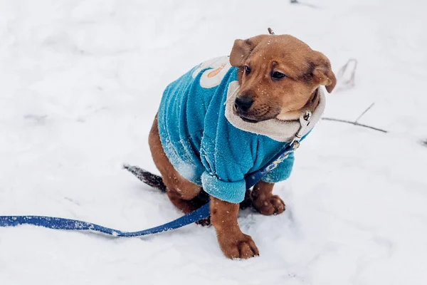 Puppy in blauwe trui — Stockfoto