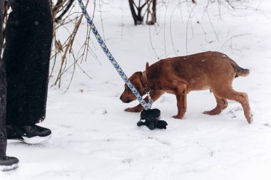parkta yürüyen kahverengi köpek