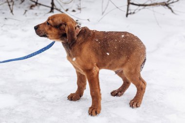 Park'ta yürüyordunuz köpek yavrusu