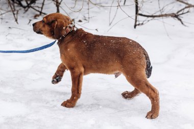 Park'ta yürüyordunuz köpek yavrusu