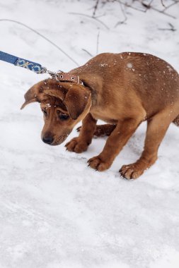 Park'ta yürüyordunuz köpek yavrusu