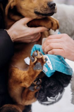 insanlar soyunma köpek yavrusu