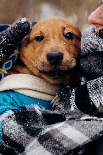 Meisje knuffelen bruine pup — Stockfoto