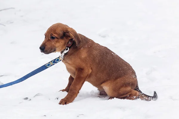 Puppy met droevige ogen — Stockfoto