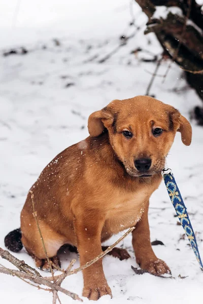 Puppy zit in besneeuwde park — Stockfoto