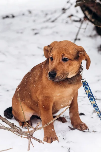 Puppy zit in besneeuwde park — Stockfoto