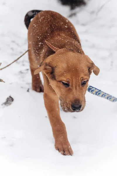 Puppy wandelen in het park — Stockfoto