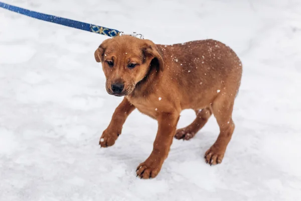 Puppy wandelen in het park — Stockfoto