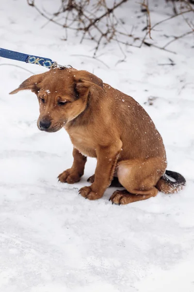 Bruine pup in park — Stockfoto