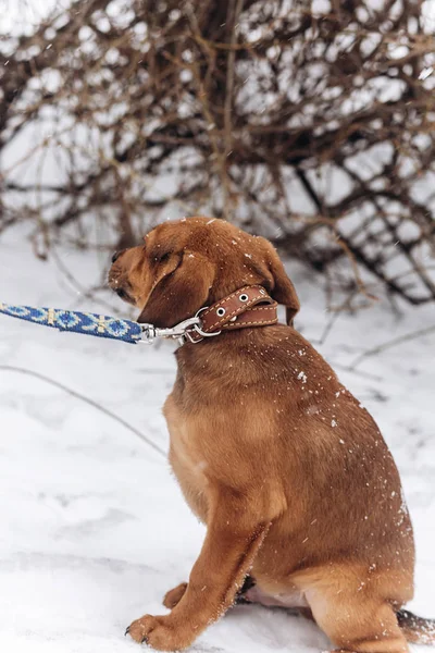Bruine pup in park — Stockfoto