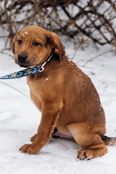 Puppy zit in besneeuwde park — Stockfoto