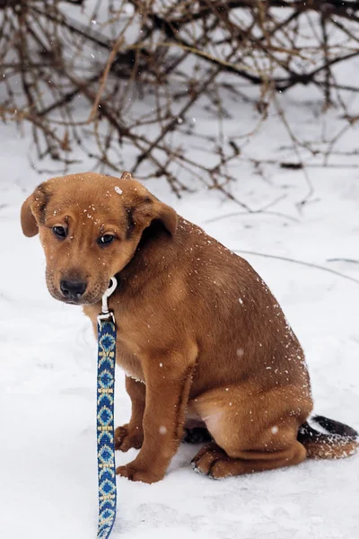 Puppy zit in besneeuwde park — Stockfoto