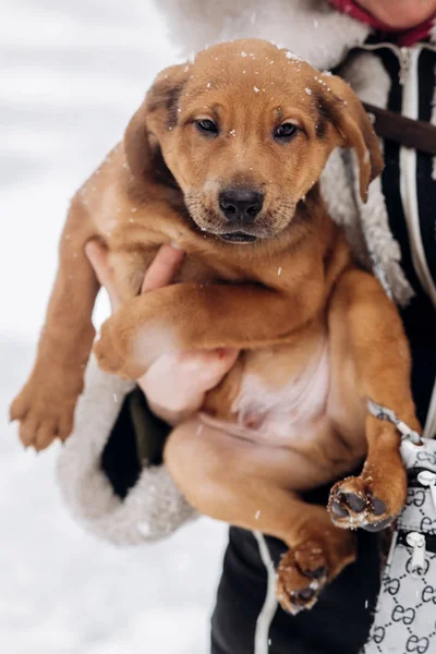 Woman holding puppy — Stock Photo, Image