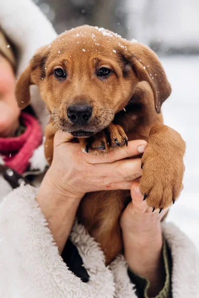 Woman holding puppy — Stock Photo, Image