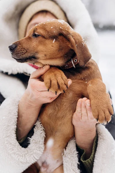 Puppy sitting on female hands — Stock Photo, Image