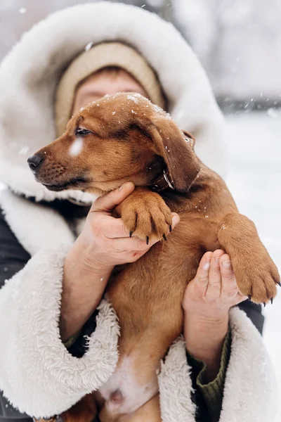 Cachorro sentado em mãos femininas — Fotografia de Stock