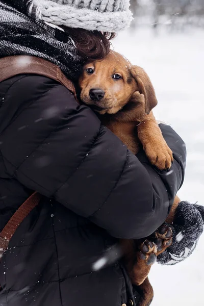 Girl hugging puppy — Stock Photo, Image