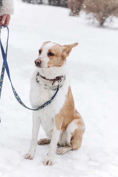 Beige dog sitting in snowy park — Stock Photo, Image