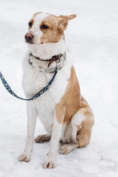 Beige hond zit in besneeuwde park — Stockfoto