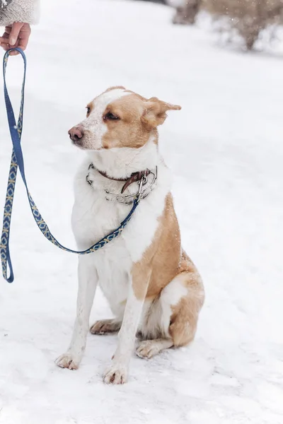 Beige hond zit in besneeuwde park — Stockfoto