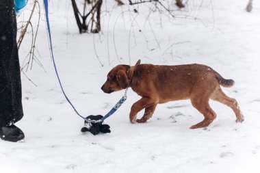 parkta yürüyen kahverengi köpek