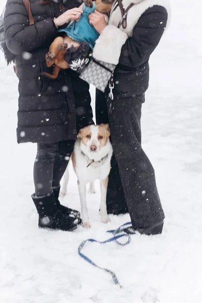 Women playing with dogs — Stock Photo, Image