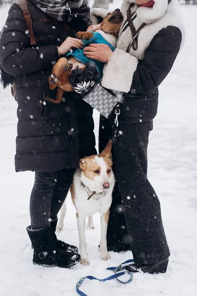 Women playing with dogs — Stock Photo, Image