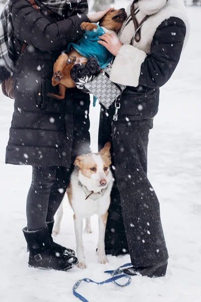 Women playing with dogs — Stock Photo, Image