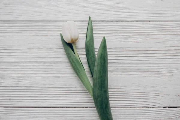 Tulipa branca elegante — Fotografia de Stock