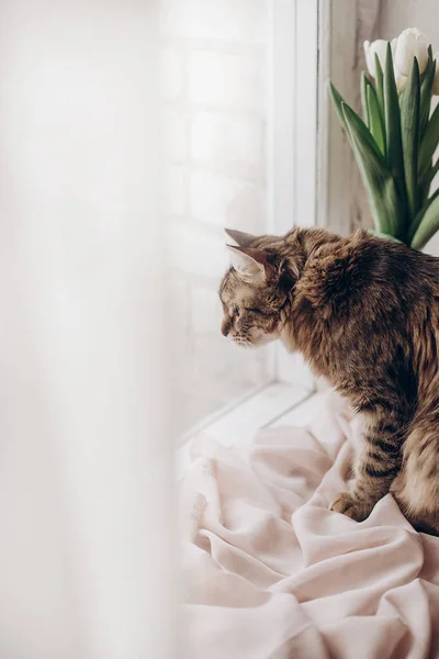 Katze sitzt am Fenster — Stockfoto