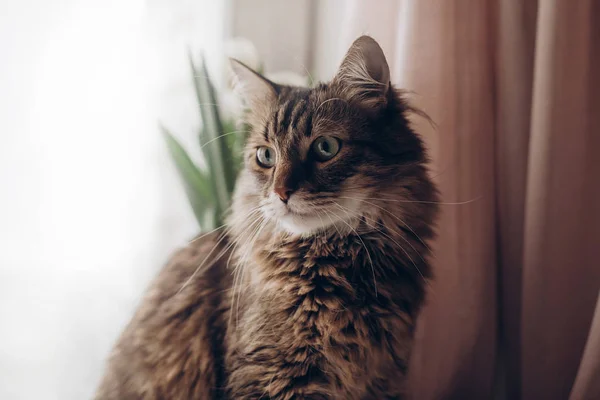 Портрет красивого кота — стокове фото