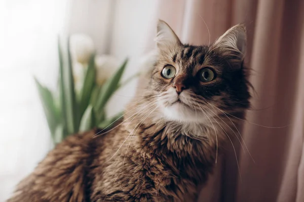 Retrato de gato hermoso —  Fotos de Stock