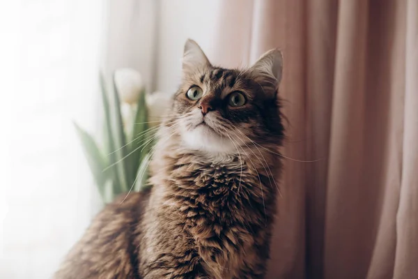 Katze sitzt und schaut auf — Stockfoto