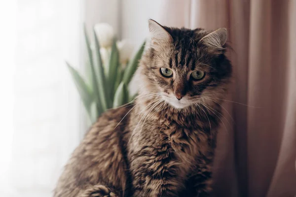 Ritratto di un bel gatto — Foto Stock